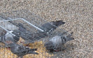 pigeon-trap-1
