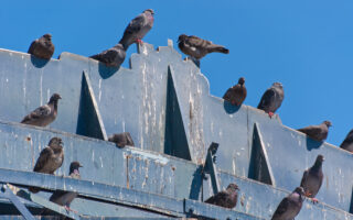 Bird & Pigeon Control Vancouver BC