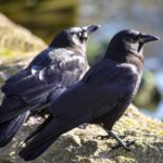 Vancouver Crows Crows