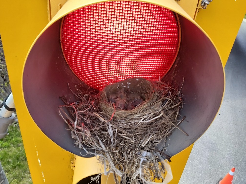 Bird Nest Removal Service