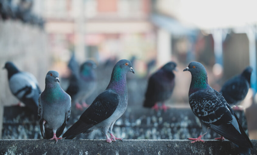 Pigeon & Bird Control Vancouver BC