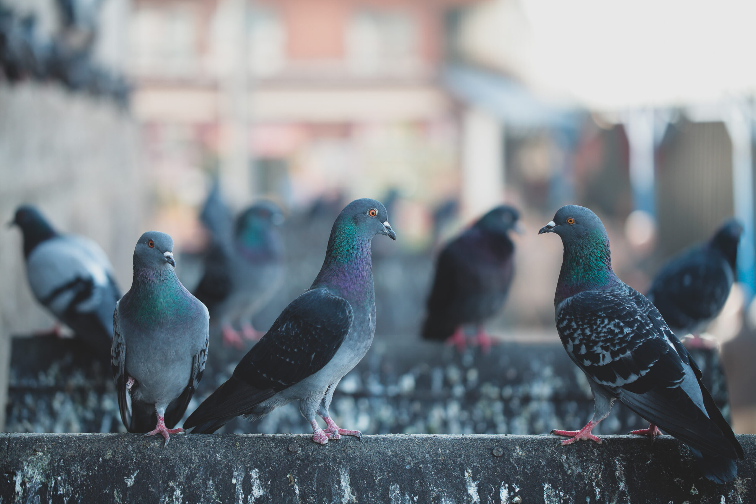 Pigeon & Bird Control Vancouver BC